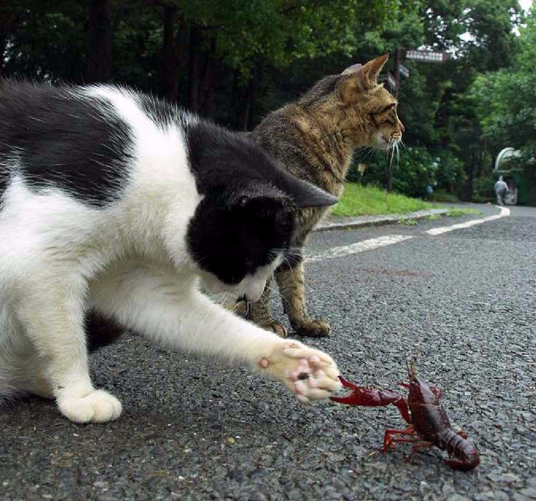 How to Woo a Scorpio