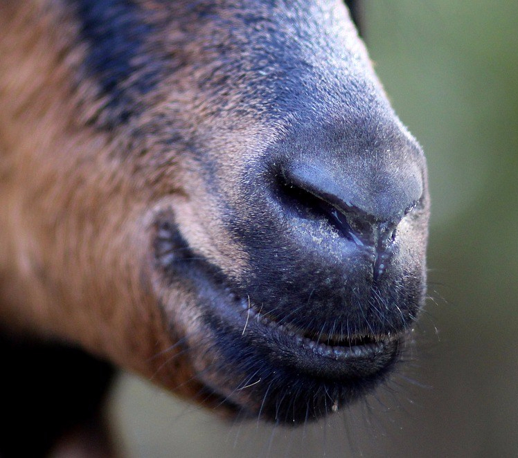 How to Woo a Capricorn