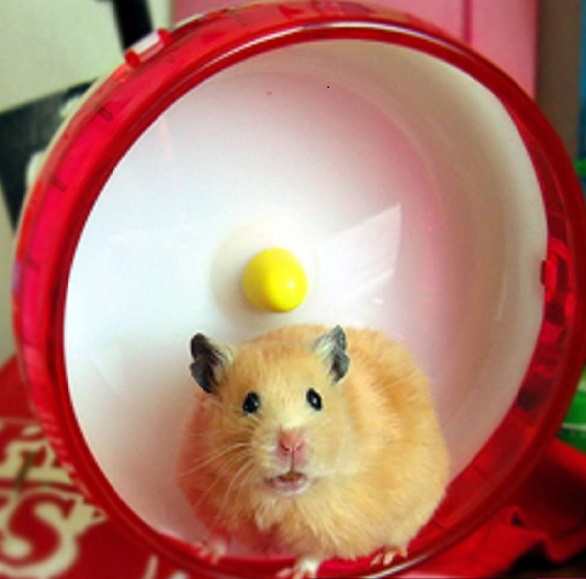 Virgo Lifehacks – The Hamsterwheel of Worry!