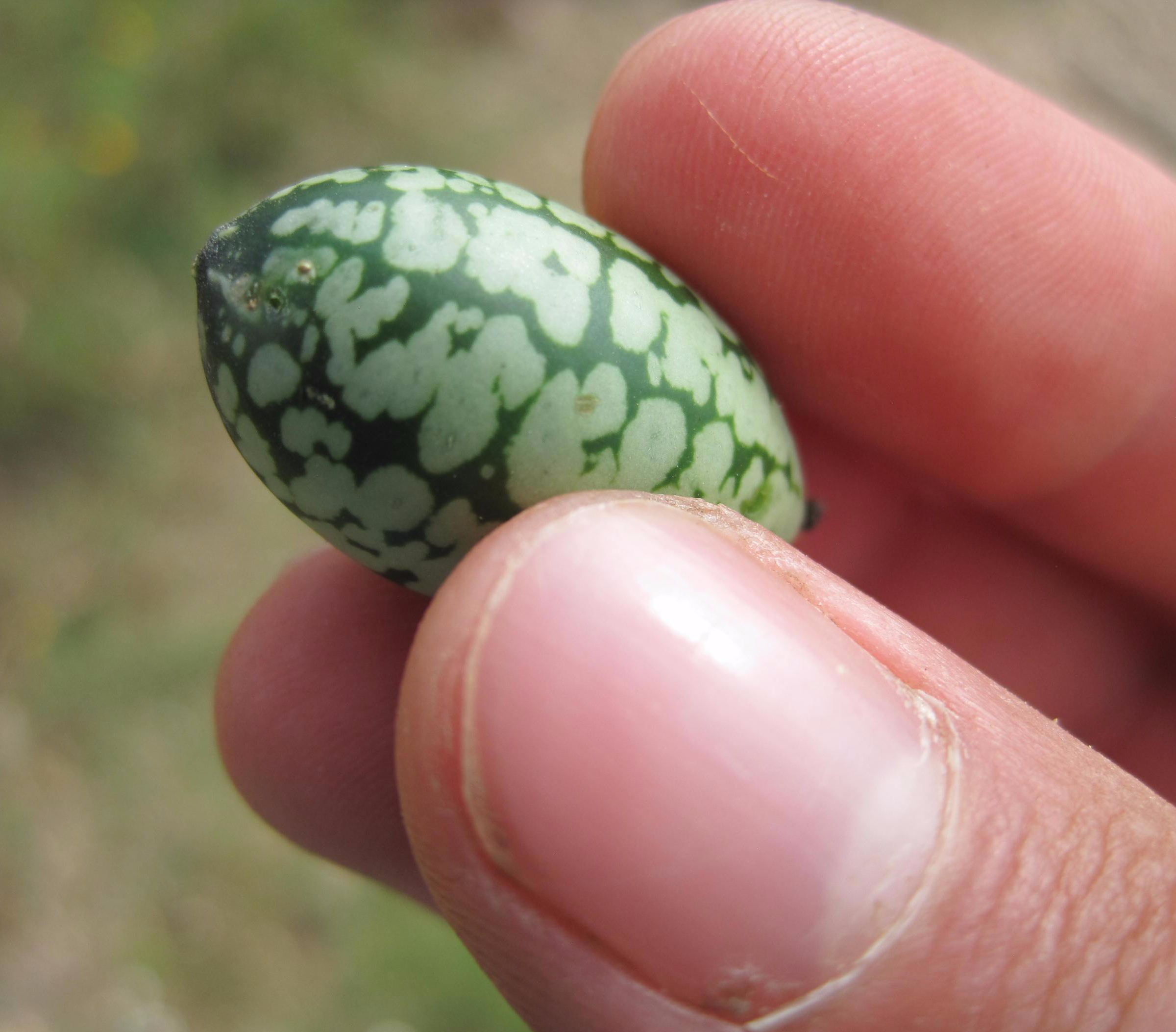 Holiday Gift Certificate Sale