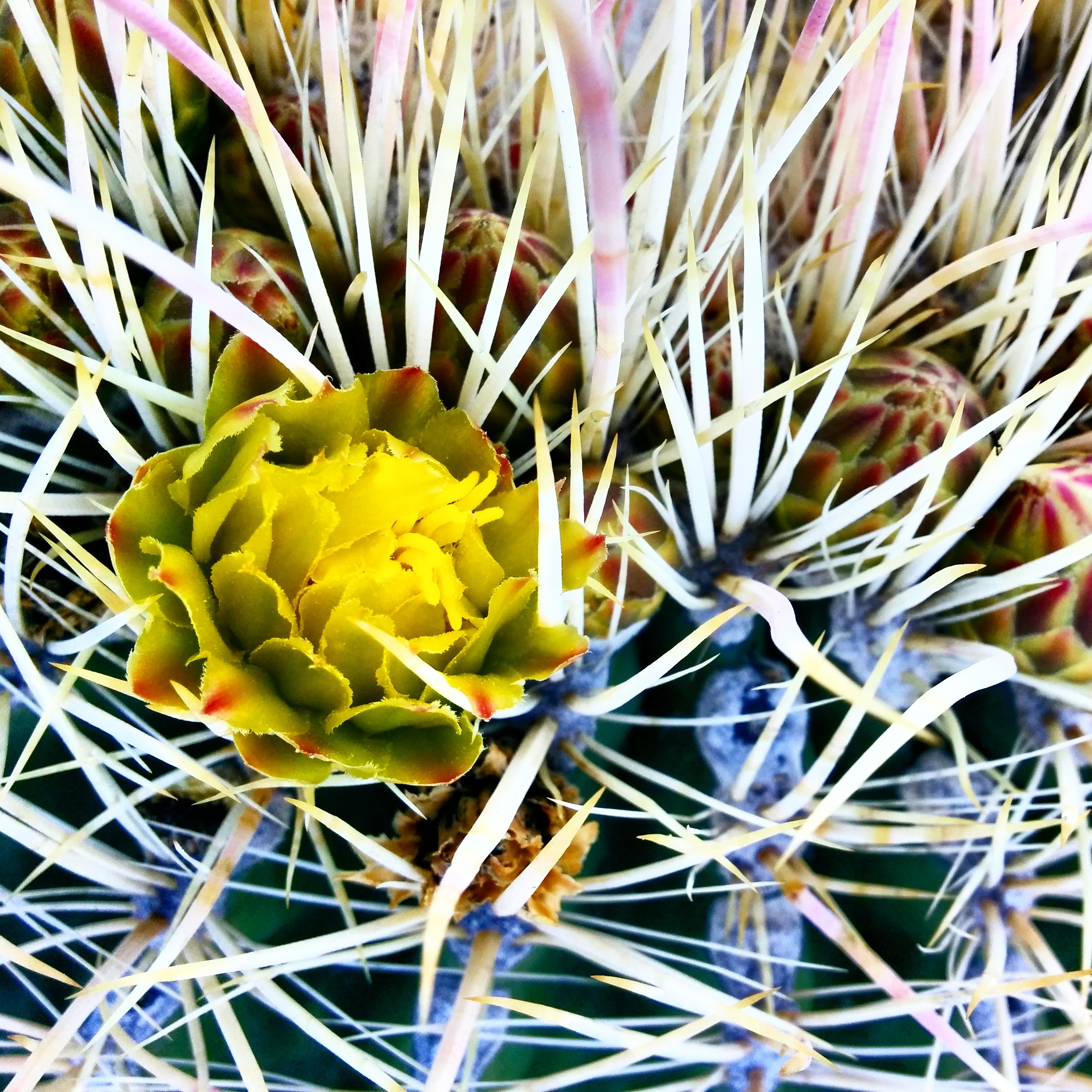 The Moon is for Lovers: Will the Real Love Planet Please Stand Up?